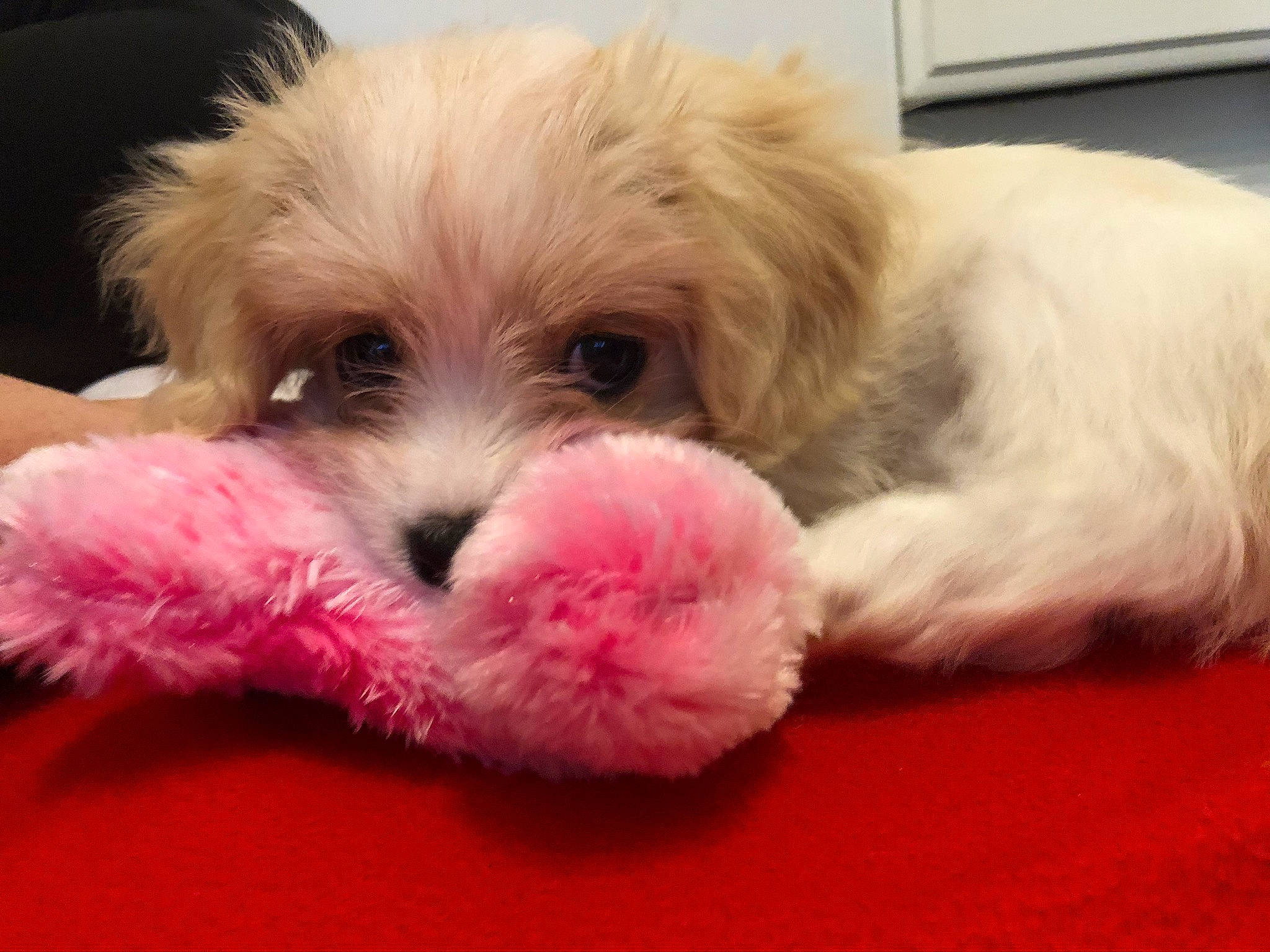 Lola is registered to the contest to win money with this photo: bolonka, canidae, carnivore, cavachon, companion_dog, dog, dog_breed, havanese, kyi_leo, maltepoo, maltese, mammal, morkie, poodle_crossbreed, puppy, puppy_love, schnoodle, shih_tzu, snout, vertebrate