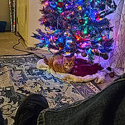 Leo is registered to the contest to win money with this photo: cat, christmas_tree, christmas_lights, ornaments, blanket, rug, indoor, floor, door, gift_wrap, pine_cone, decorations, cable, person_leg, shoe, jeans, festive, holiday, cozy, pet