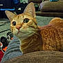 Leo is registered to the contest to win money with this photo: cat, orange_tabby, indoor, pet, feline, couch, fur, whiskers, ears, eyes, home, living_room, animal, curious, closeup, domestic_cat, furniture, relaxed, cute, cozy