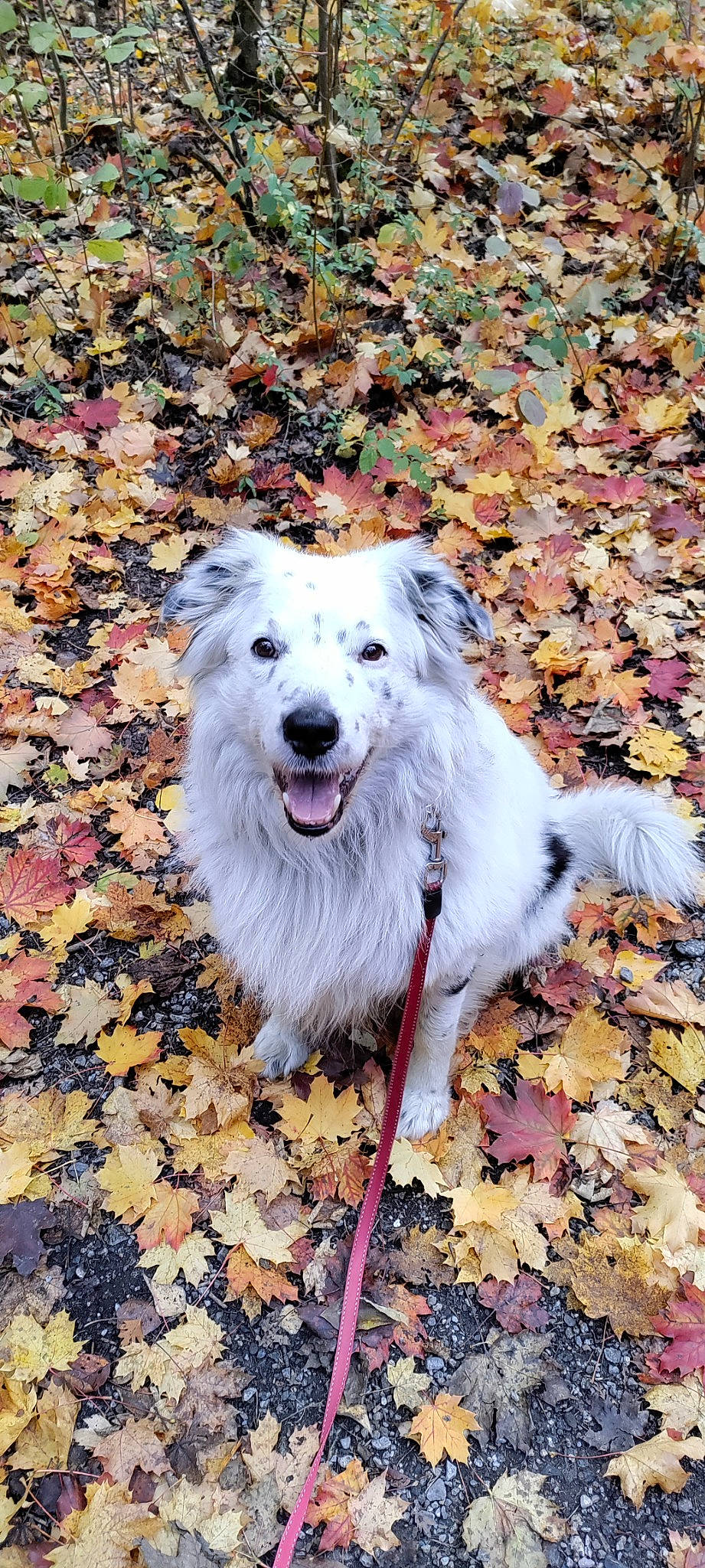 Jeko participe au concours pour gagner de l'argent avec cette photo : ancient_dog_breeds, autumn, carnivore, companion_dog, dog, dog_breed, fang, fur, herding_dog, smile, sporting_group, whiskers, working_dog