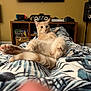 cat, relaxed, blanket, living_room, tv, speaker, gaming_console, cute, fluffy_tail, furniture, indoor, home, curious, pet, cozy, entertainment, patterned_blanket, pink_paw, couch, electronics