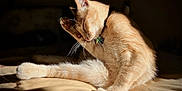 Nala Bean joined the competition — help win amazing prizes! cat, feline, grooming, bed, sunlight, whiskers, paw, fur, animal, pet, relaxation, indoor, beige, sleepy, claw, collar, soft, cute, mammal, resting