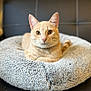 Nala Bean joined the competition — help win amazing prizes! cat, orange_cat, pet, fur, collar, bell, bed, fluffy, round_bed, indoor, feline, animal, cute, resting, looking_at_camera, portrait, domestic_cat, cozy, soft_texture, relaxed