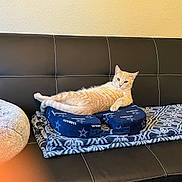 Nala Bean is registered to the contest to win money with this photo: animal, black_leather, blanket, cat, couch, cozy, cushion, cute, domestic_cat, feline, home, indoor, lounging, orange_tabby, patterned_blanket, pet, relaxed, resting, side_eye, soft_furniture