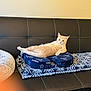 cat, orange_tabby, couch, black_leather, cushion, blanket, indoor, pet, relaxed, lounging, side_eye, feline, domestic_cat, home, cozy, patterned_blanket, soft_furniture, resting, animal, cute