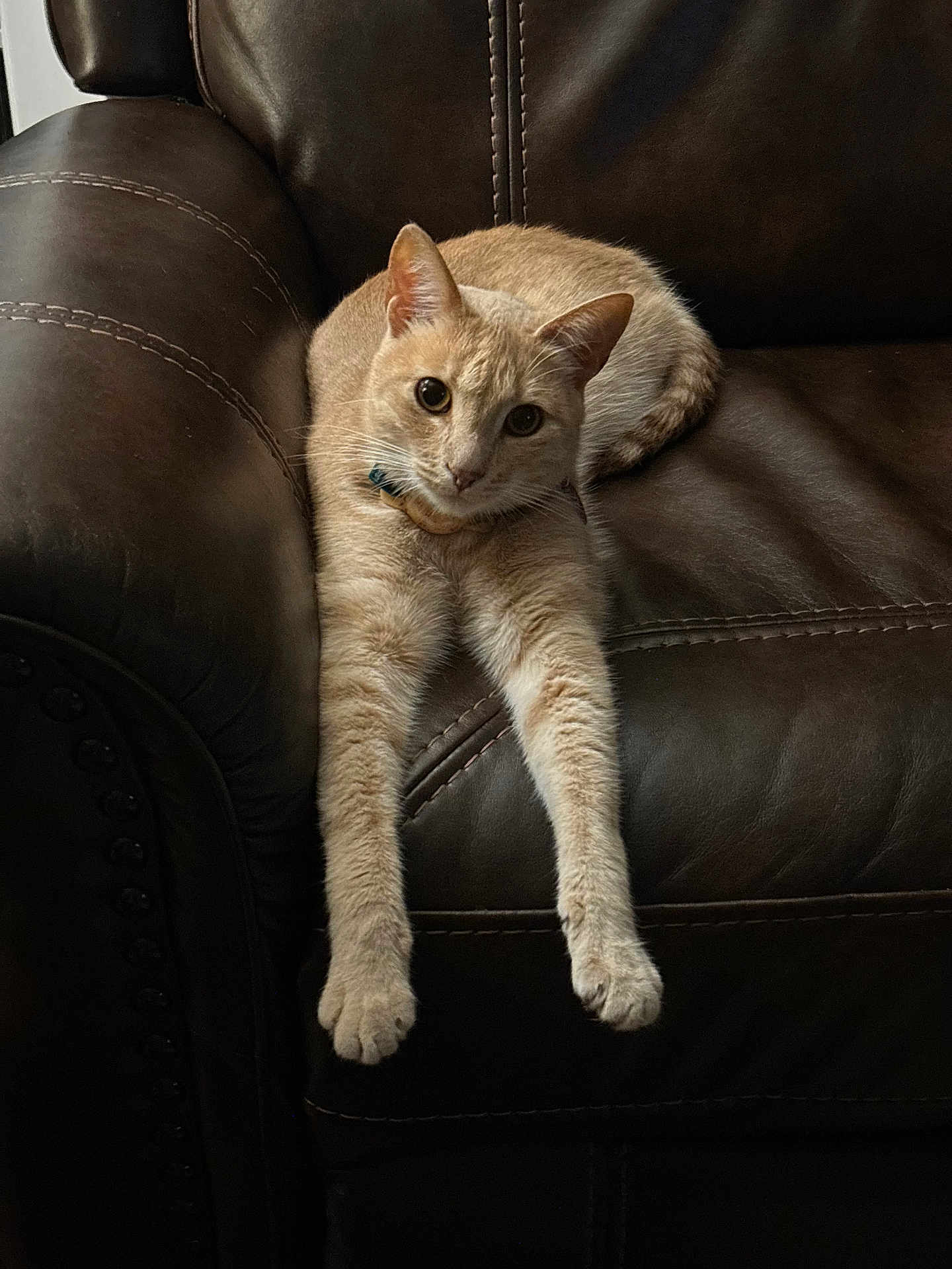 Nala Bean joined the competition — help win amazing prizes! cat, beige_cat, leather_couch, furniture, indoor, pet, relaxed, stretching, animal, mammal, whiskers, paws, ears, collar, domestic_animal, home, cozy, resting, cute, calm