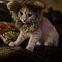 Nala Bean joined the competition — help win amazing prizes! cat, costume, lion_mane, pet, animal, feline, fur, cute, indoor, leather, dark_background, closeup, curious, soft_focus, mammal, whiskers, portrait, sitting, domestic_cat, funny