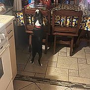 Oreo Baby joined the competition — help win amazing prizes! dog, kitchen, chair, table, tablecloth, tile_floor, wooden_furniture, black_dog, white_markings, curious, standing, indoor, pet, collar, sunflower_pattern, container, countertop, food_items, plastic_bag, lighting