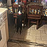 dog, kitchen, chair, table, tablecloth, tile_floor, wooden_furniture, black_dog, white_markings, curious, standing, indoor, pet, collar, sunflower_pattern, container, countertop, food_items, plastic_bag, lighting
