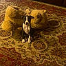 Oreo Baby is registered to the contest to win money with this photo: puppy, dog, stuffed_toy, teddy_bear, rug, patterned_rug, living_room, carpet, pet_crate, leather_couch, floor, black_and_white, small_dog, indoor, cute, sitting, toy, plush, animal, home