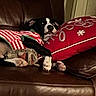 Oreo Baby is registered to the contest to win money with this photo: dog, black_and_white, sweater, striped, couch, leather, pillow, red, holiday, resting, indoors, pet, cozy, relaxed, animal, cute, comfortable, furniture, living_room, nap