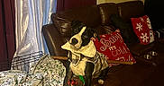 Oreo Baby is registered to the contest to win money with this photo: dog, couch, blanket, plaid_jacket, crate, pillow, red_pillow, leather_couch, curtains, indoor, cozy, pet, animal, toy, head_tilt, home, decor, floor_rug, furniture, painting