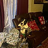 dog, couch, blanket, plaid_jacket, crate, pillow, red_pillow, leather_couch, curtains, indoor, cozy, pet, animal, toy, head_tilt, home, decor, floor_rug, furniture, painting