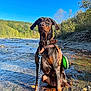 doberman, dog, river, water, leash, autumn_leaves, forest, trees, blue_sky, outdoor, nature, sunlight, pet, canine, animal, collar, harness, rocks, shallow_water, daytime