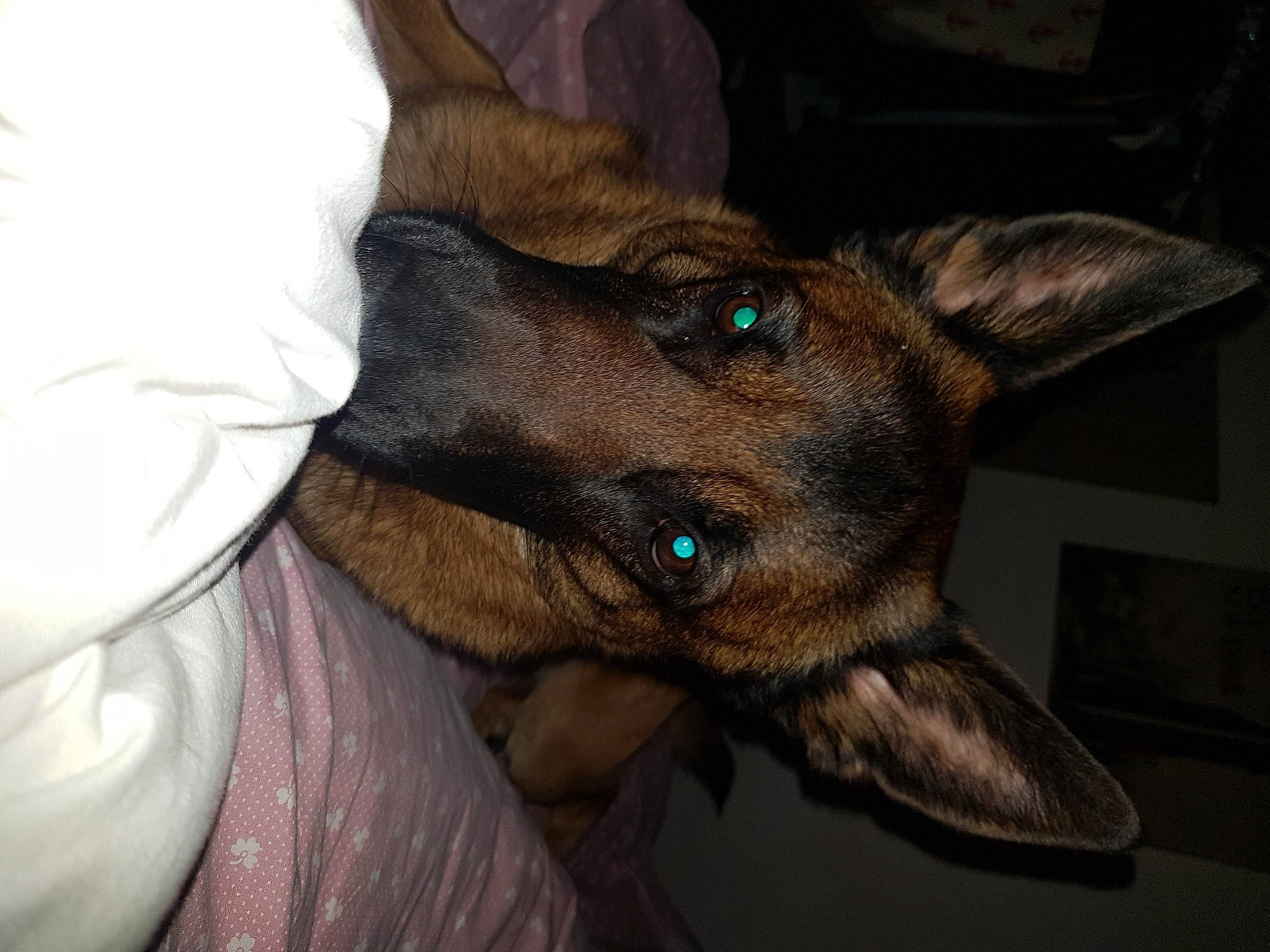 Laos a rejoint le concours — aidez-le/la à gagner de superbes lots ! canidae, carnivore, cat, dog, dog_breed, ear, fawn, felidae, german_shepherd_dog, mammal, snout, vertebrate, whiskers