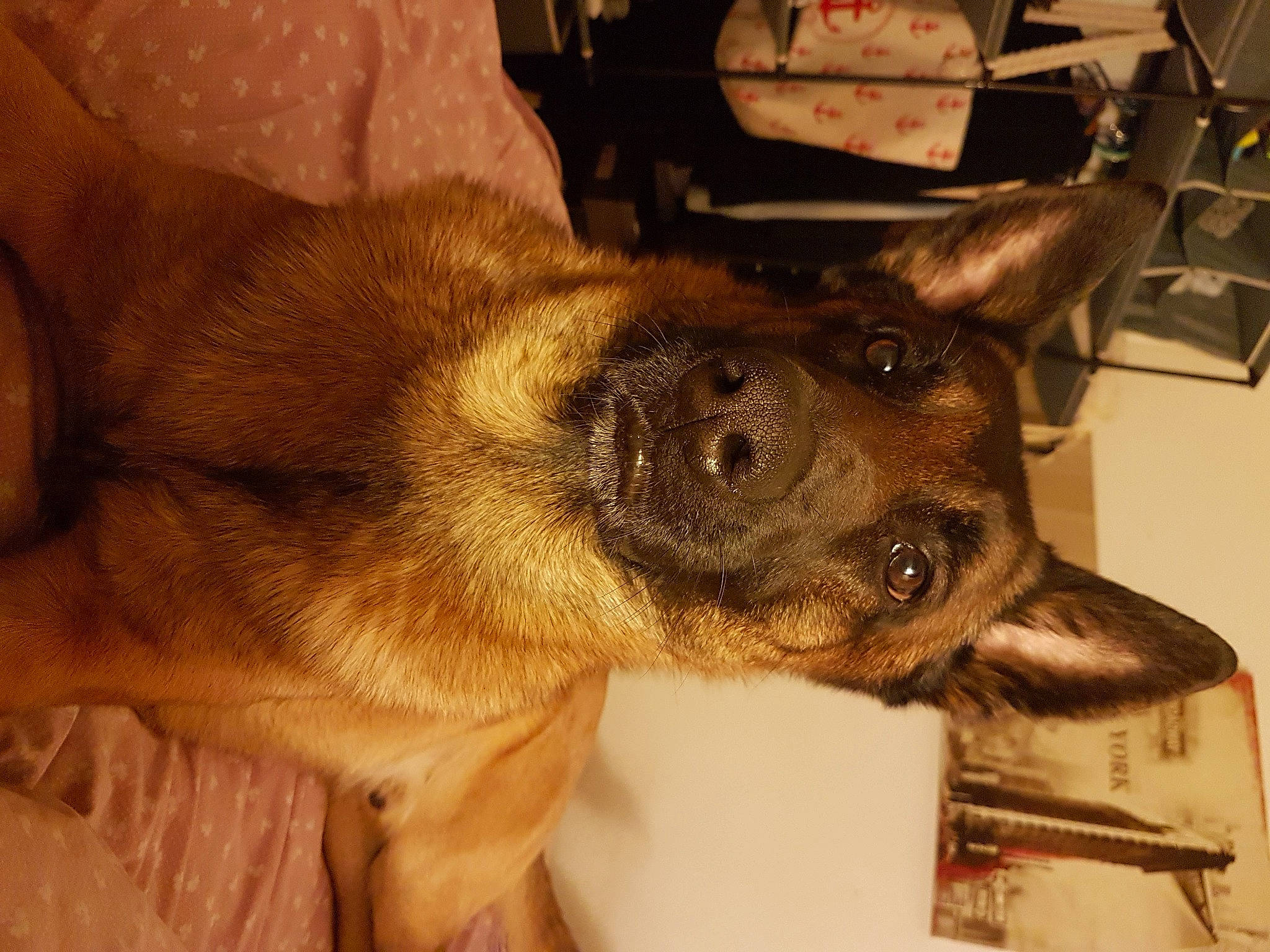 Laos participe au concours pour gagner de l'argent avec cette photo : canidae, carnivore, dog, dog_breed, fawn, mammal, snout