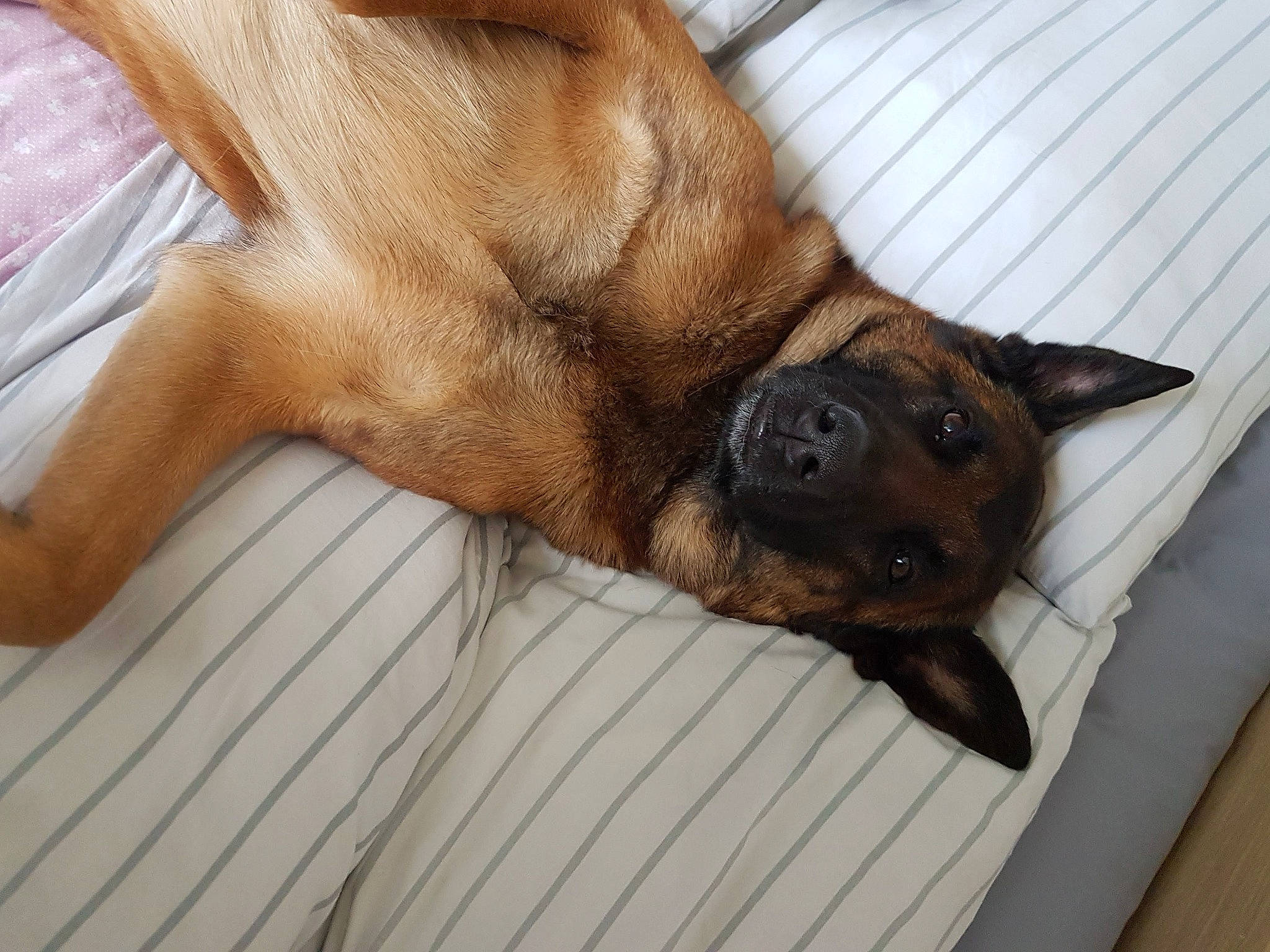 Laos a rejoint le concours — aidez-le/la à gagner de superbes lots ! black_mouth_cur, canidae, carnivore, dog, dog_breed, fawn, mammal, nap, puppy, puppy_love, snout, vertebrate