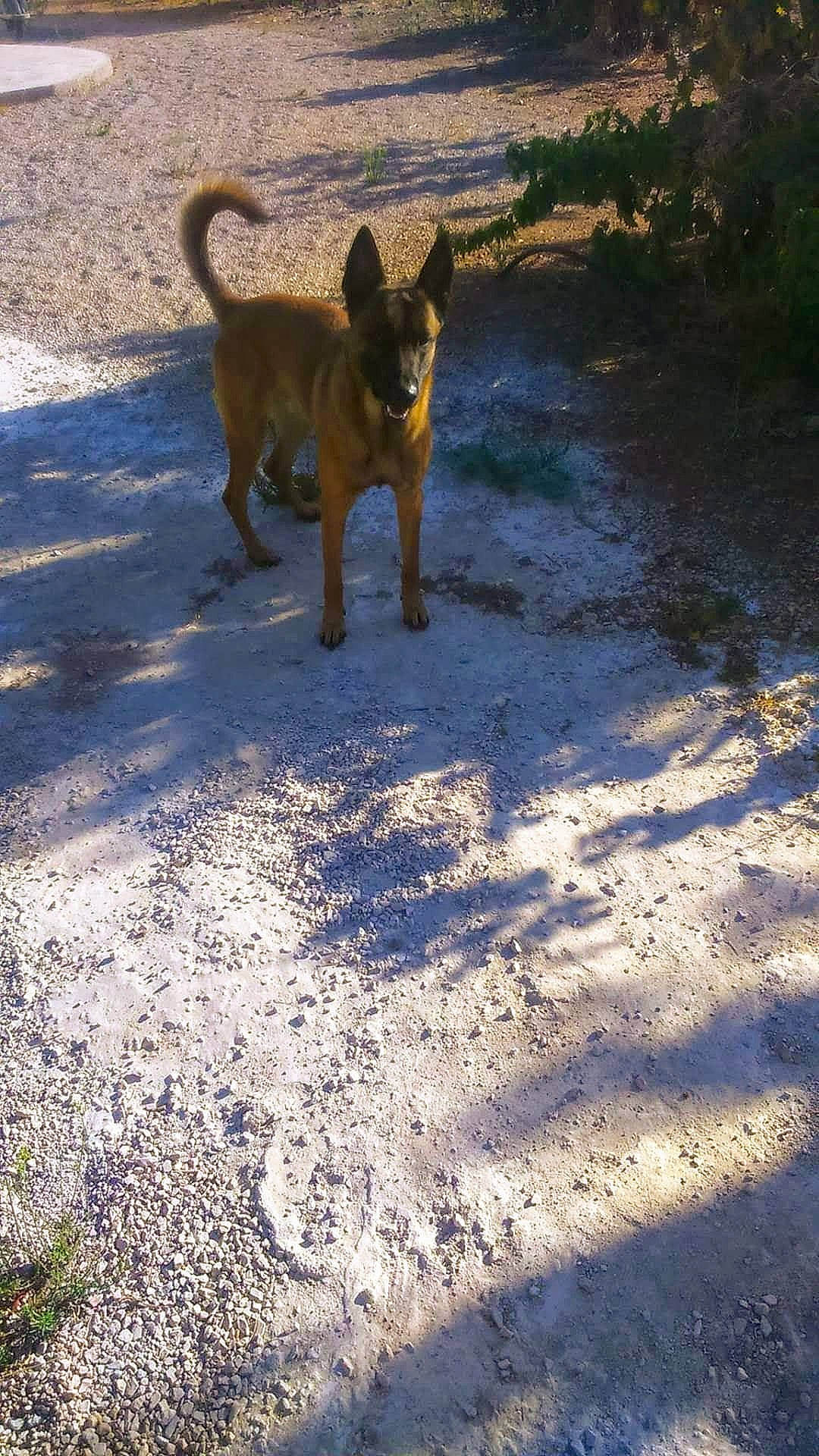 Laos participe au concours pour gagner de l'argent avec cette photo : belgian_shepherd, belgian_shepherd_malinois, canidae, carnivore, dog, dog_breed, fawn, formosan_mountain_dog, mammal, tail, vertebrate