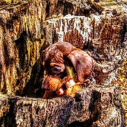 Georgie joined the competition — help win amazing prizes! puppy, dog, tree_stump, forest, wood, outdoor, nature, animal, young_dog, curious, brown_dog, sunlight, bark, texture, floppy_ears, closeup, adorable, pet, wildlife, woodland
