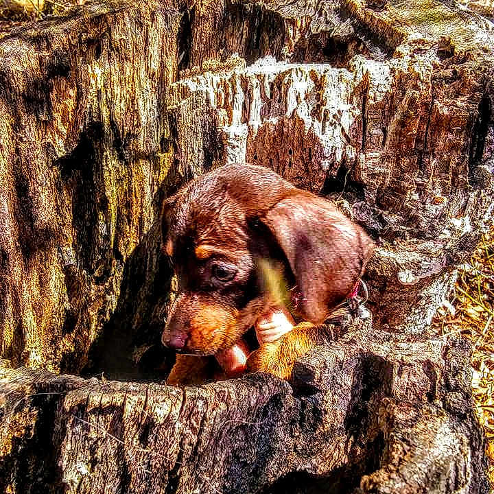 Georgie