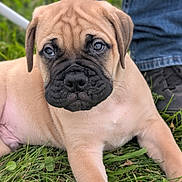 Dozer is registered to the contest to win money with this photo: animal, brown, canine, closeup, cute, dog, face, fur, grass, jeans, laying, leash, nature, outdoor, pet, portrait, puppy, shoe, wrinkles, young
