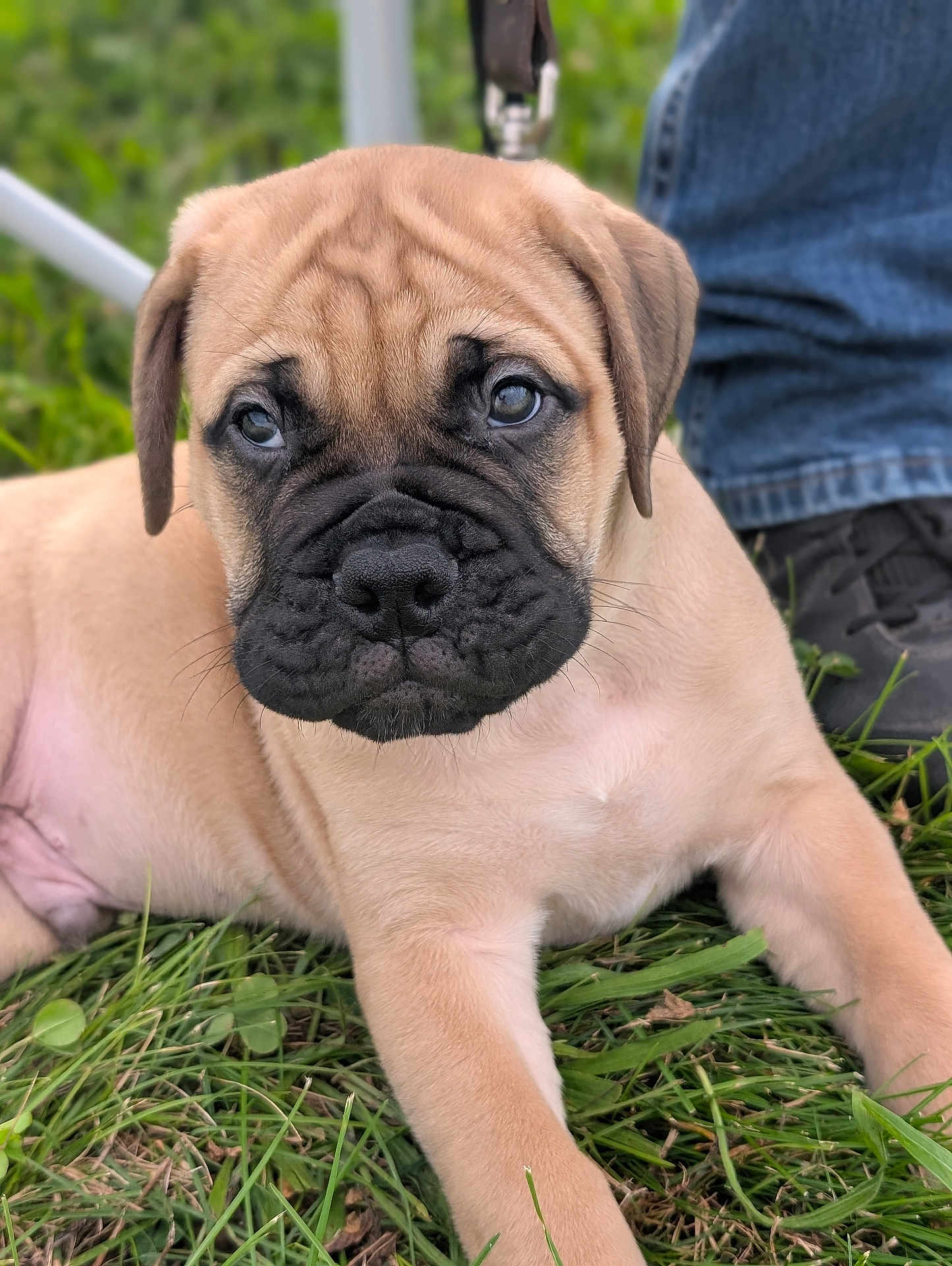 Dozer
