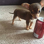 Munchie Moo is registered to the contest to win money with this photo: carnivoran, chihuahua, companion_dog, corgi_chihuahua, dog, dog_breed, dog_breed_group, dog_like_mammal, english_toy_terrier, fawn, german_pinscher, mammal, pinscher, prazsky_krysarik, puppy, russkiy_toy, snout, toy_dog, vertebrate, vulnerable_native_breeds