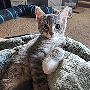Gizmo joined the competition — help win amazing prizes! kitten, gray_cat, white_paw, blanket, indoor, carpet, cat_toy, furniture, living_room, cute, pet, fur, whiskers, ears, relaxing, closeup, animal, domestic_cat, playful, curious