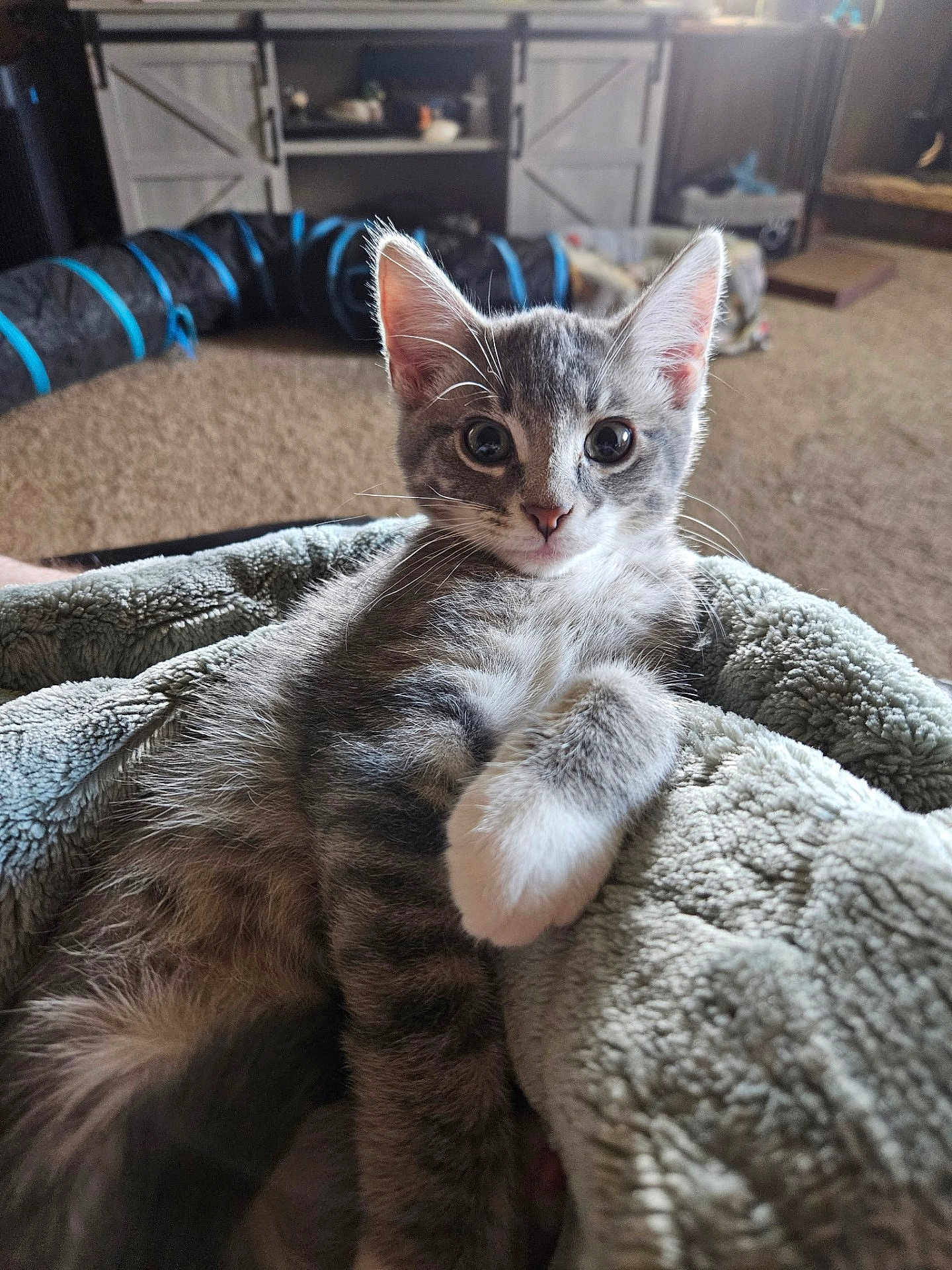 Gizmo joined the competition — help win amazing prizes! kitten, gray_cat, white_paw, blanket, indoor, carpet, cat_toy, furniture, living_room, cute, pet, fur, whiskers, ears, relaxing, closeup, animal, domestic_cat, playful, curious