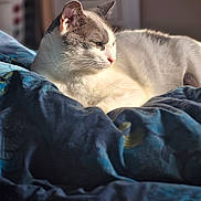 Mowgli participe au concours pour gagner de l'argent avec cette photo : cat, animal, pet, feline, bed, blanket, indoor, sunlight, relaxing, cozy, fur, whiskers, gray_and_white, resting, domestic, cute, sleepy, comfort, soft, peaceful