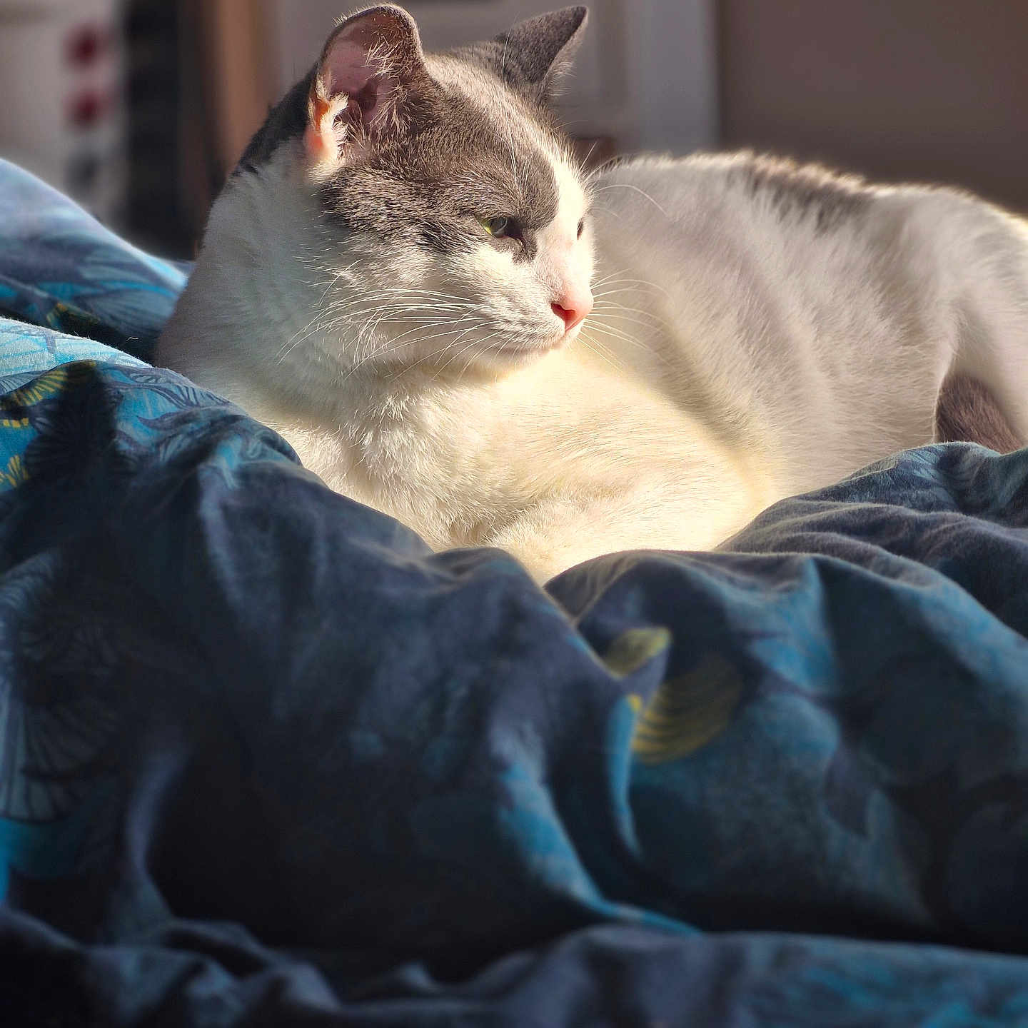 Mowgli participe au concours pour gagner de l'argent avec cette photo : animal, bed, blanket, cat, comfort, cozy, cute, domestic, feline, fur, gray_and_white, indoor, peaceful, pet, relaxing, resting, sleepy, soft, sunlight, whiskers