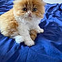 Tigrou participe au concours pour gagner de l'argent avec cette photo : kitten, cat, orange, white, fluffy, pet, animal, cute, blue_blanket, indoor, fur, whiskers, small, young, domestic_cat, sitting, closeup, eyes, paws, soft