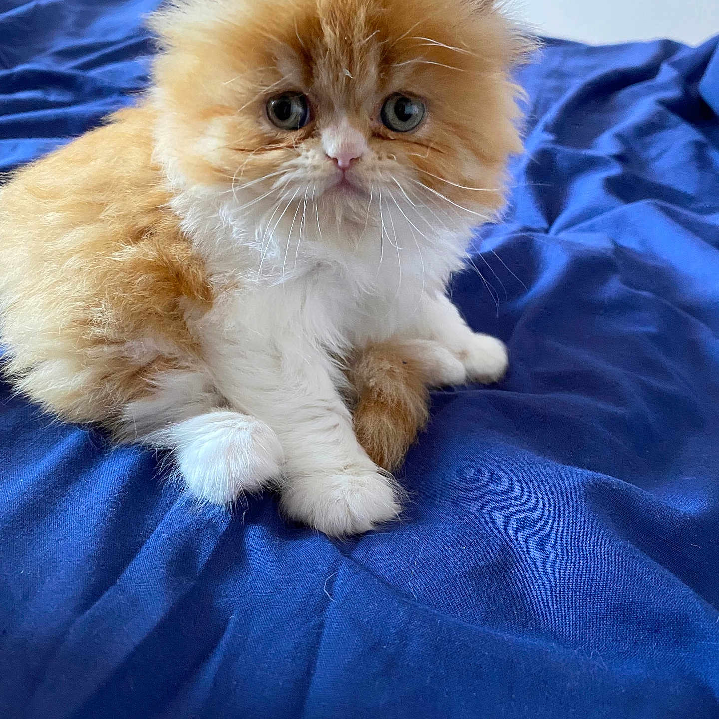 Tigrou participe au concours pour gagner de l'argent avec cette photo : animal, blue_blanket, cat, closeup, cute, domestic_cat, eyes, fluffy, fur, indoor, kitten, orange, paws, pet, sitting, small, soft, whiskers, white, young