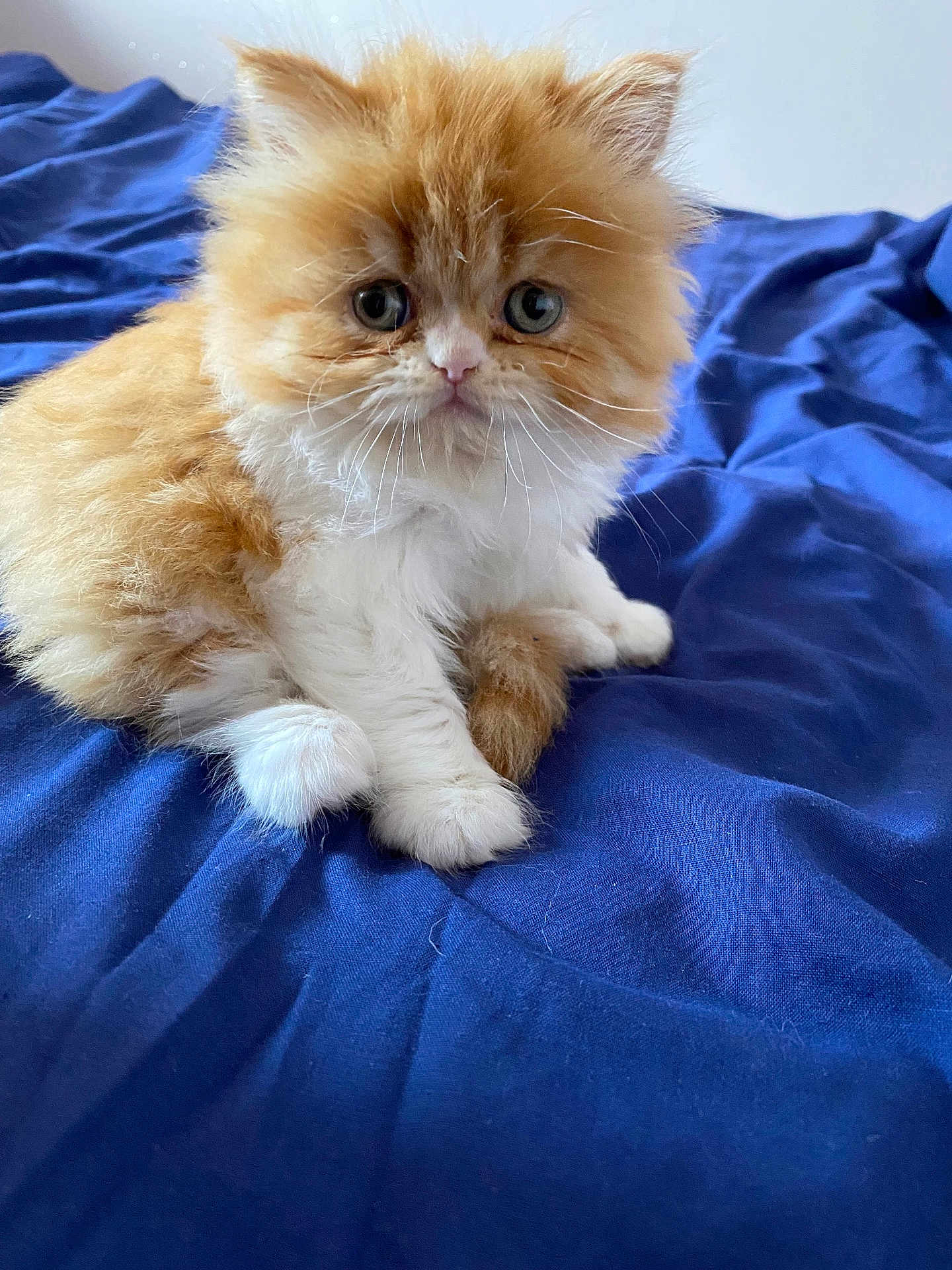 Tigrou