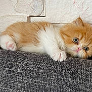 Tigrou participe au concours pour gagner de l'argent avec cette photo : kitten, cat, orange, white, fluffy, cute, pet, animal, lying_down, fabric, gray, texture, wall, brick, indoor, small, young, fur, curious, eyes