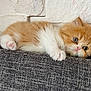kitten, cat, orange, white, fluffy, cute, pet, animal, lying_down, fabric, gray, texture, wall, brick, indoor, small, young, fur, curious, eyes