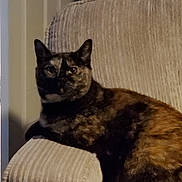 Gypsy is registered to the contest to win money with this photo: armrest, bright_eyes, cat, couch, cozy, curious_gaze, fur_pattern, home_interior, indoor, living_room, pet, pointed_ears, portrait, relaxed, shadow, sitting, soft_lighting, tortoiseshell_cat, upholstery, whiskers