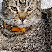 Charlie joined the competition — help win amazing prizes! bell, blanket, cat, close_up, collar, cozy, domestic_cat, ears, feline, fur, green_eyes, indoor, muzzle, nose, pet, portrait, relaxed, striped, tabby_cat, whiskers