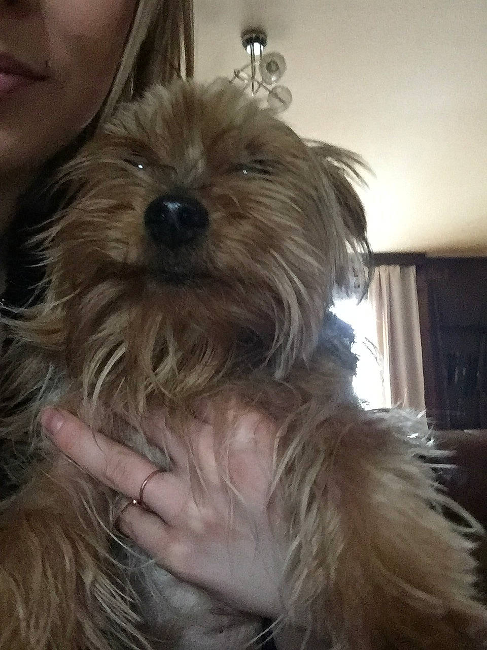 Pepsi a rejoint le concours — aidez-le/la à gagner de superbes lots ! biewer_terrier, cairn_terrier, canidae, carnivore, companion_dog, dog, dog_breed, glen_of_imaal_terrier, maltepoo, mammal, morkie, puppy, rare_breed_dog, schnoodle, small_terrier, snout, terrier, toy_dog, vertebrate, yorkshire_terrier