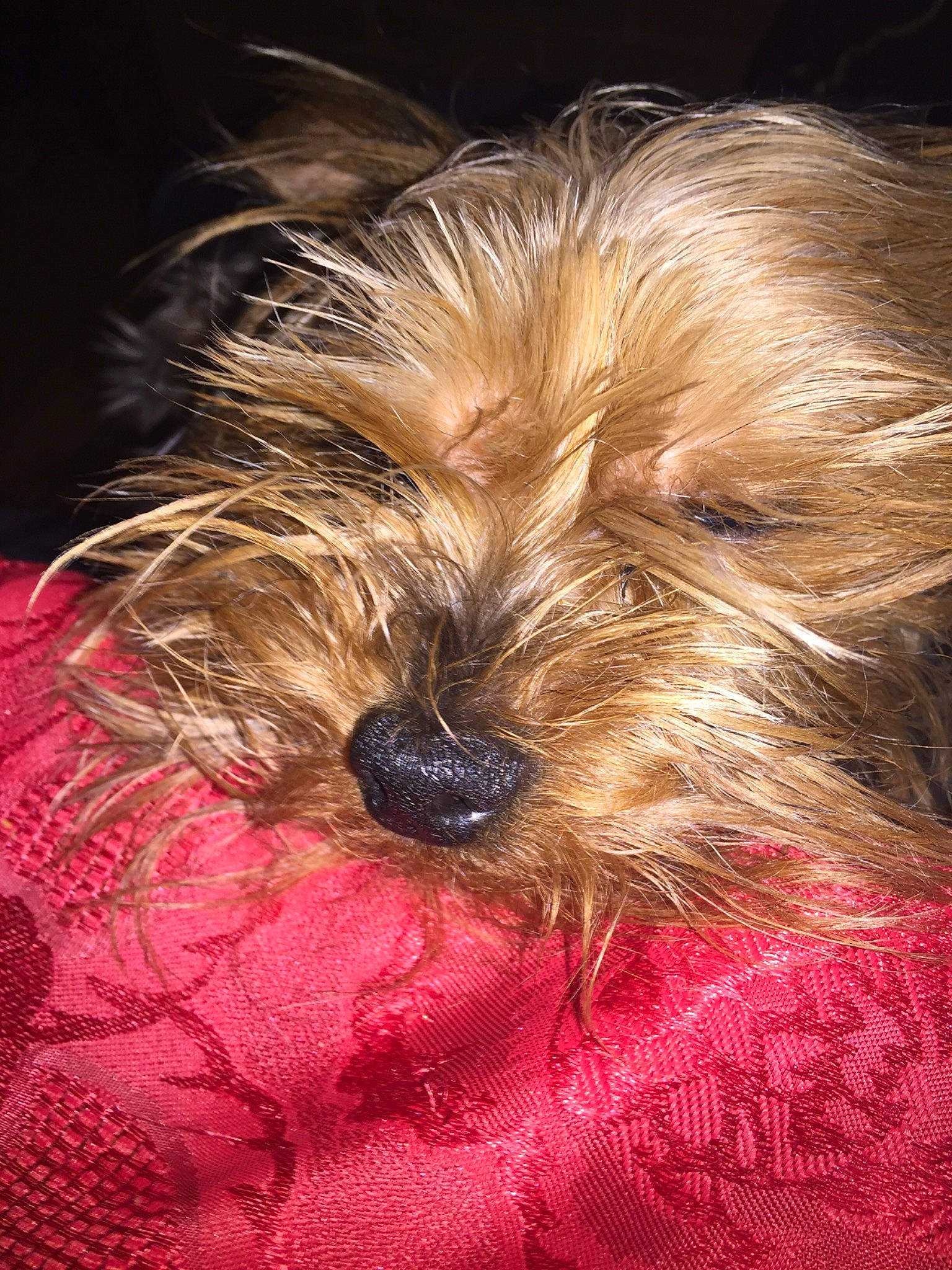 Pepsi participe au concours pour gagner de l'argent avec cette photo : australian_silky_terrier, australian_terrier, canidae, carnivore, chinese_imperial_dog, companion_dog, dog, dog_breed, glen_of_imaal_terrier, mammal, morkie, puppy, rare_breed_dog, schnoodle, small_terrier, snout, terrier, toy_dog, vertebrate, yorkshire_terrier