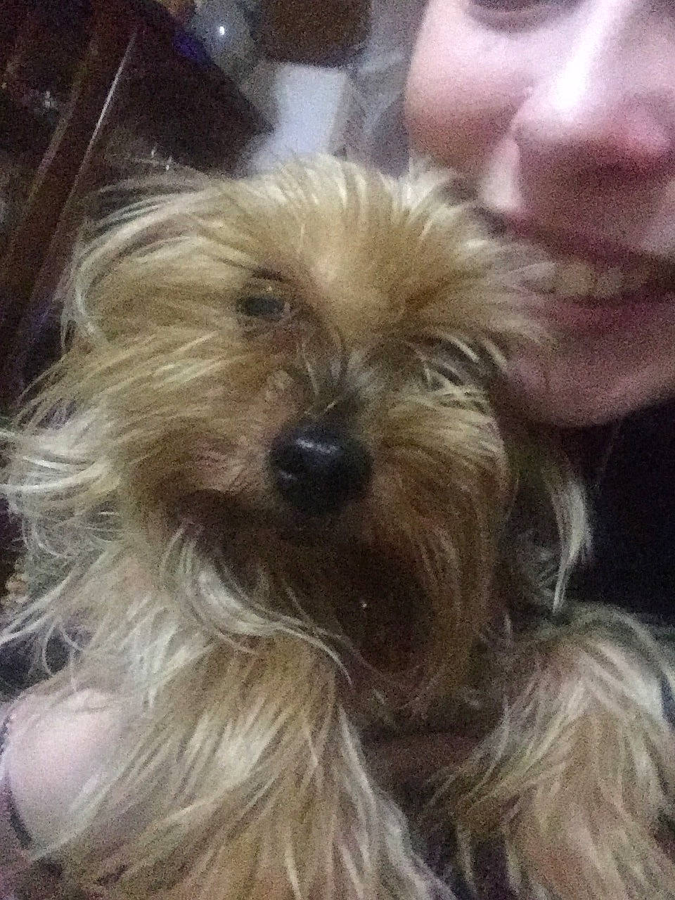 Pepsi a rejoint le concours — aidez-le/la à gagner de superbes lots ! canidae, carnivore, companion_dog, dog, dog_breed, glen_of_imaal_terrier, maltepoo, mammal, morkie, norfolk_terrier, puppy, puppy_love, rare_breed_dog, schnoodle, small_terrier, sporting_lucas_terrier, terrier, toy_dog, vertebrate, yorkshire_terrier