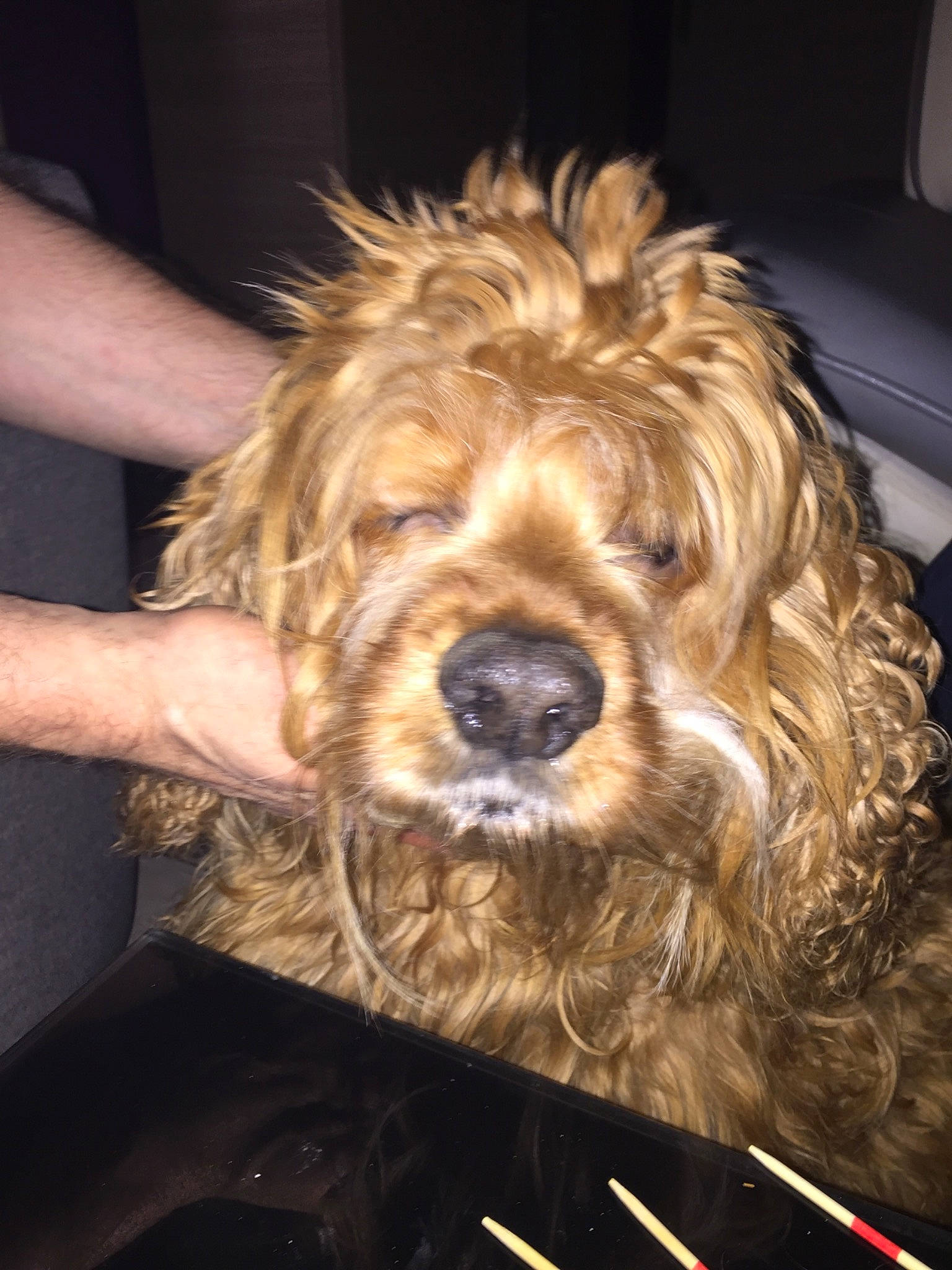 Billou participe au concours pour gagner de l'argent avec cette photo : basset_fauve_de_bretagne, canidae, carnivore, cavapoo, cockapoo, companion_dog, dog, dog_breed, dutch_smoushond, fur, goldendoodle, mammal, otterhound, poodle_crossbreed, rare_breed_dog, schnoodle, spaniel, sporting_group, terrier, vertebrate