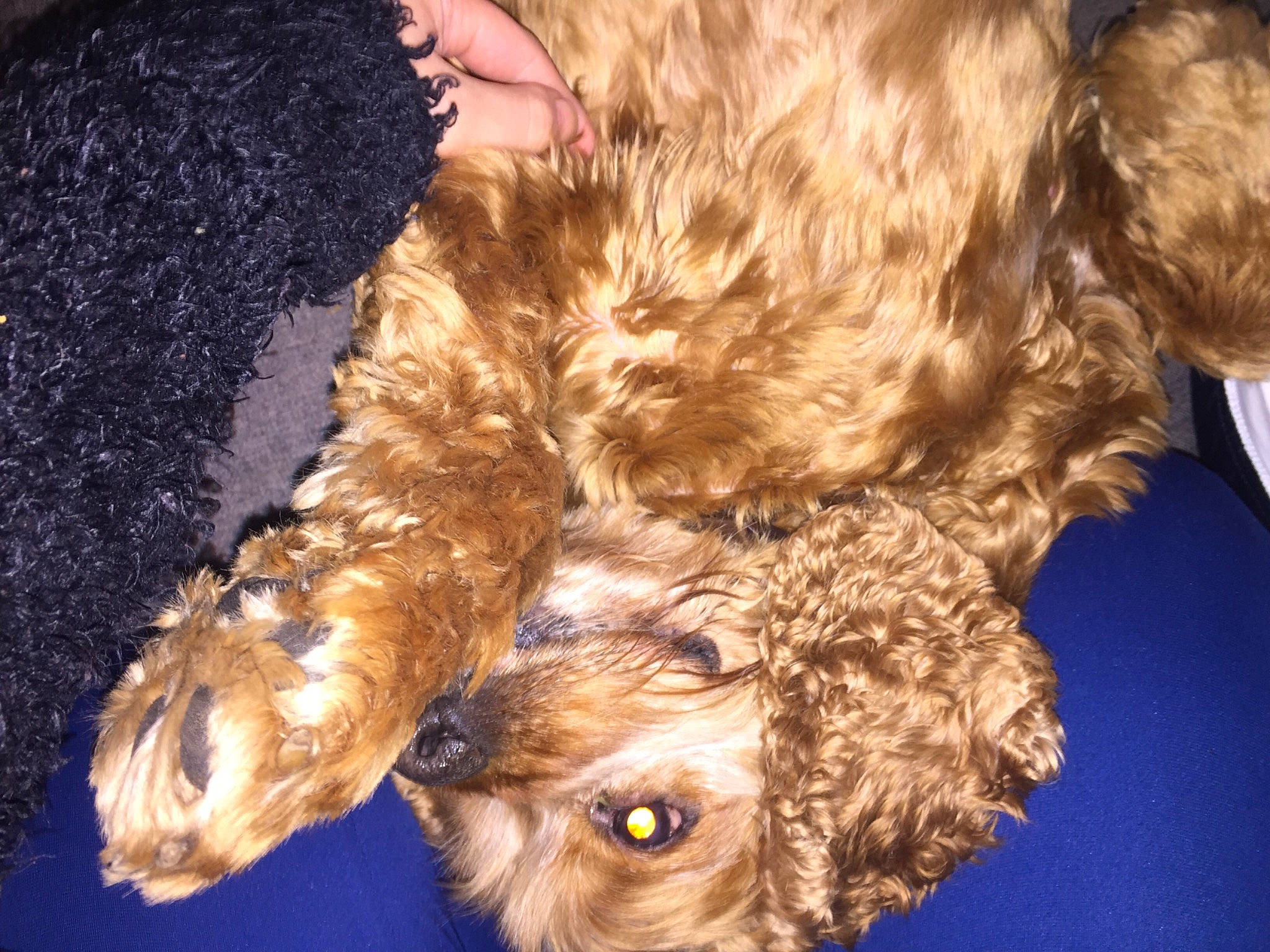 Billou participe au concours pour gagner de l'argent avec cette photo : airedale_terrier, bolonka, canidae, carnivore, cavapoo, cockapoo, companion_dog, dog, dog_breed, fawn, fur, goldendoodle, labradoodle, puppy, schnoodle, spaniel, sporting_group, terrier