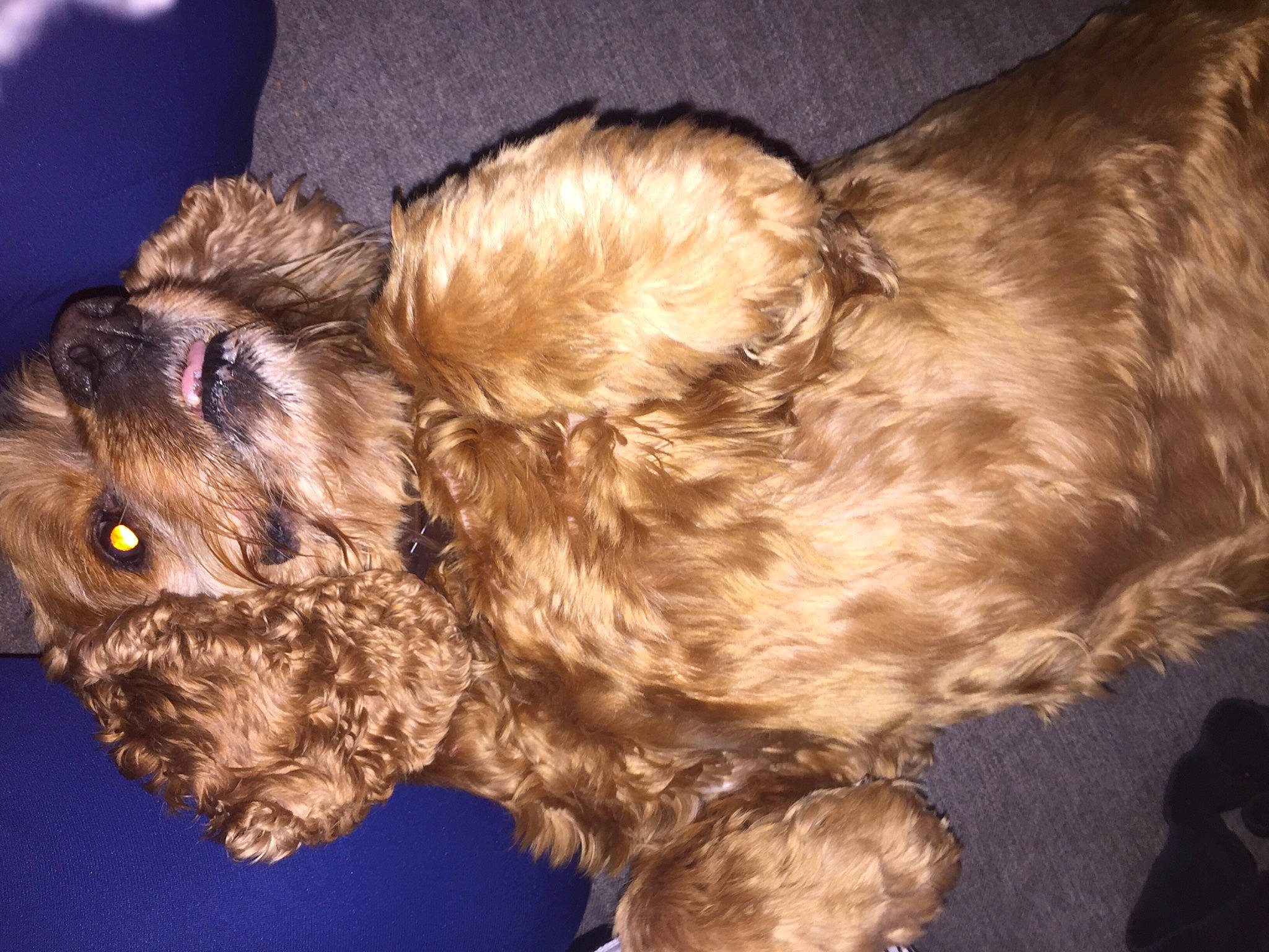 Billou participe au concours pour gagner de l'argent avec cette photo : bolonka, canidae, carnivore, cavapoo, cockapoo, dog, dog_breed, glen_of_imaal_terrier, havanese, lhasa_apso, liver, maltepoo, pekapoo, poodle_crossbreed, puppy, schnoodle, shih_poo, shih_tzu, sporting_group, terrier