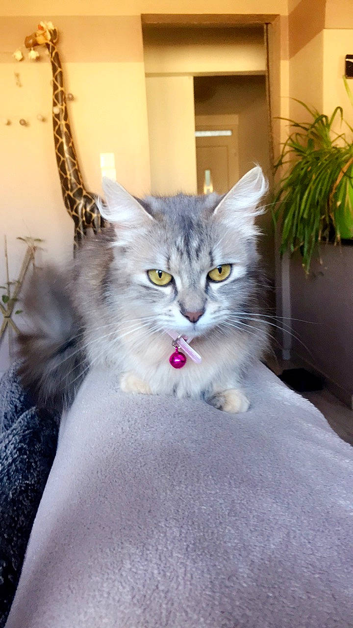 Luna a rejoint le concours — aidez-le/la à gagner de superbes lots ! american_curl, american_shorthair, asian_semi_longhair, british_longhair, british_semi_longhair, carnivore, cat, domestic_long_haired_cat, domestic_short_haired_cat, european_shorthair, felidae, kitten, maine_coon, mammal, norwegian_forest_cat, ragamuffin, siberian, small_to_medium_sized_cats, vertebrate, whiskers