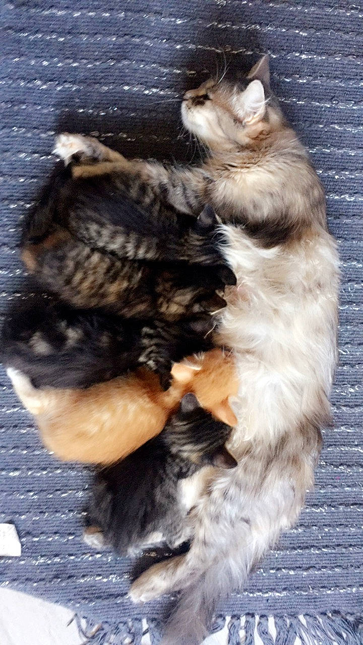 Luna a rejoint le concours — aidez-le/la à gagner de superbes lots ! carnivore, cat, claw, domestic_long_haired_cat, fawn, felidae, fur, kitten, maine_coon, norwegian_forest_cat, small_to_medium_sized_cats, tail, whiskers