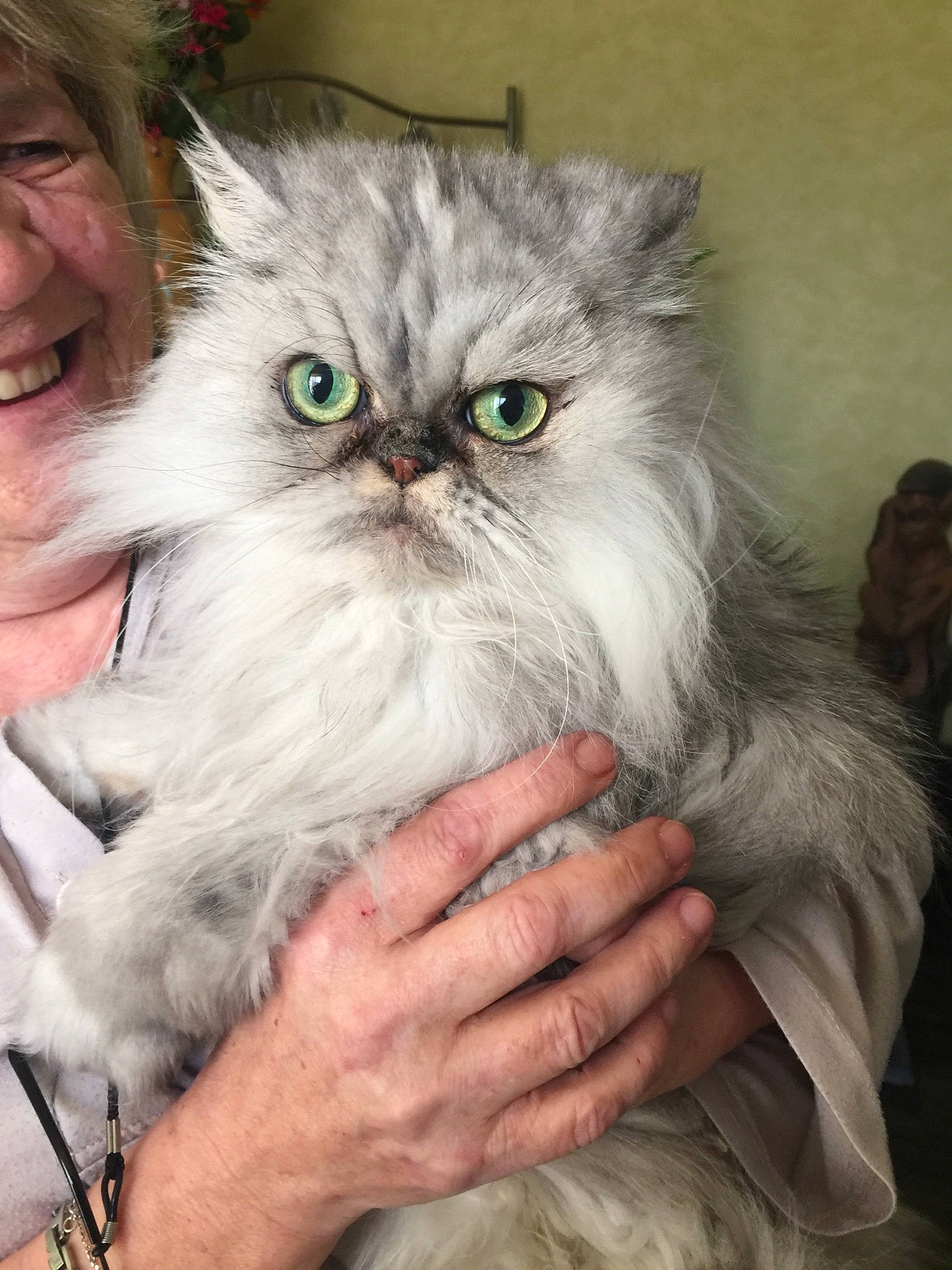 Ysiss participe au concours pour gagner de l'argent avec cette photo : asian, asian_semi_longhair, british_longhair, british_semi_longhair, carnivore, cat, domestic_long_haired_cat, eye, felidae, himalayan, kitten, mammal, napoleon_cat, norwegian_forest_cat, persian, ragamuffin, siberian, small_to_medium_sized_cats, vertebrate, whiskers