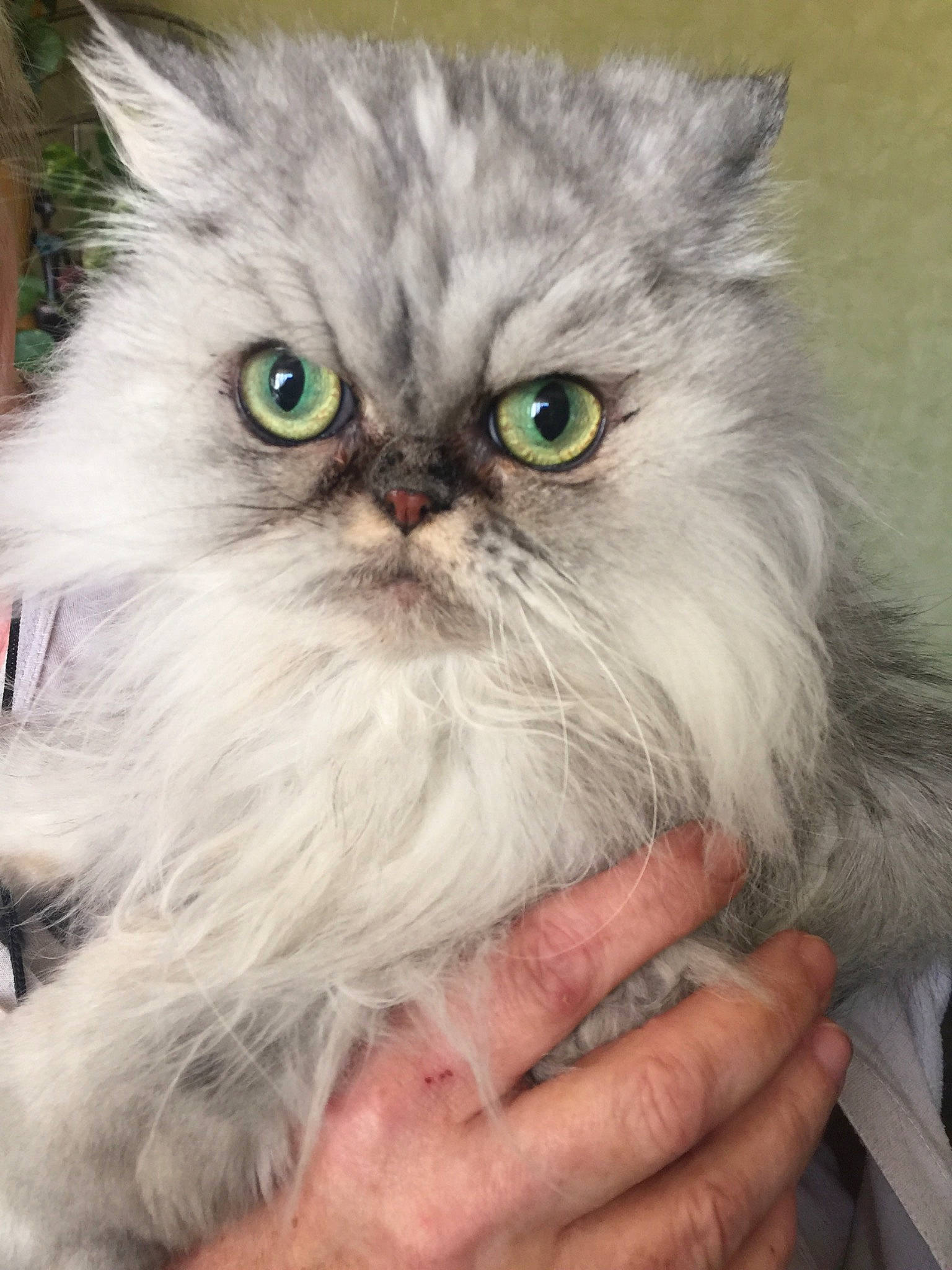 Ysiss participe au concours pour gagner de l'argent avec cette photo : asian_semi_longhair, british_longhair, british_semi_longhair, carnivore, cat, domestic_long_haired_cat, eye, felidae, himalayan, iris, kitten, mammal, napoleon_cat, persian, plant, siberian, small_to_medium_sized_cats, snout, vertebrate, whiskers