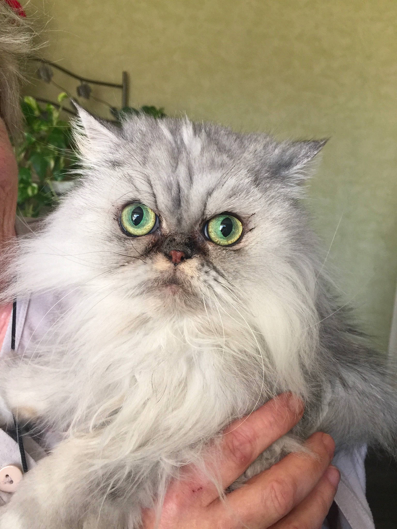 Ysiss participe au concours pour gagner de l'argent avec cette photo : asian, asian_semi_longhair, british_longhair, british_semi_longhair, carnivore, cat, domestic_long_haired_cat, eye, felidae, himalayan, iris, kitten, mammal, napoleon_cat, persian, plant, siberian, small_to_medium_sized_cats, vertebrate, whiskers