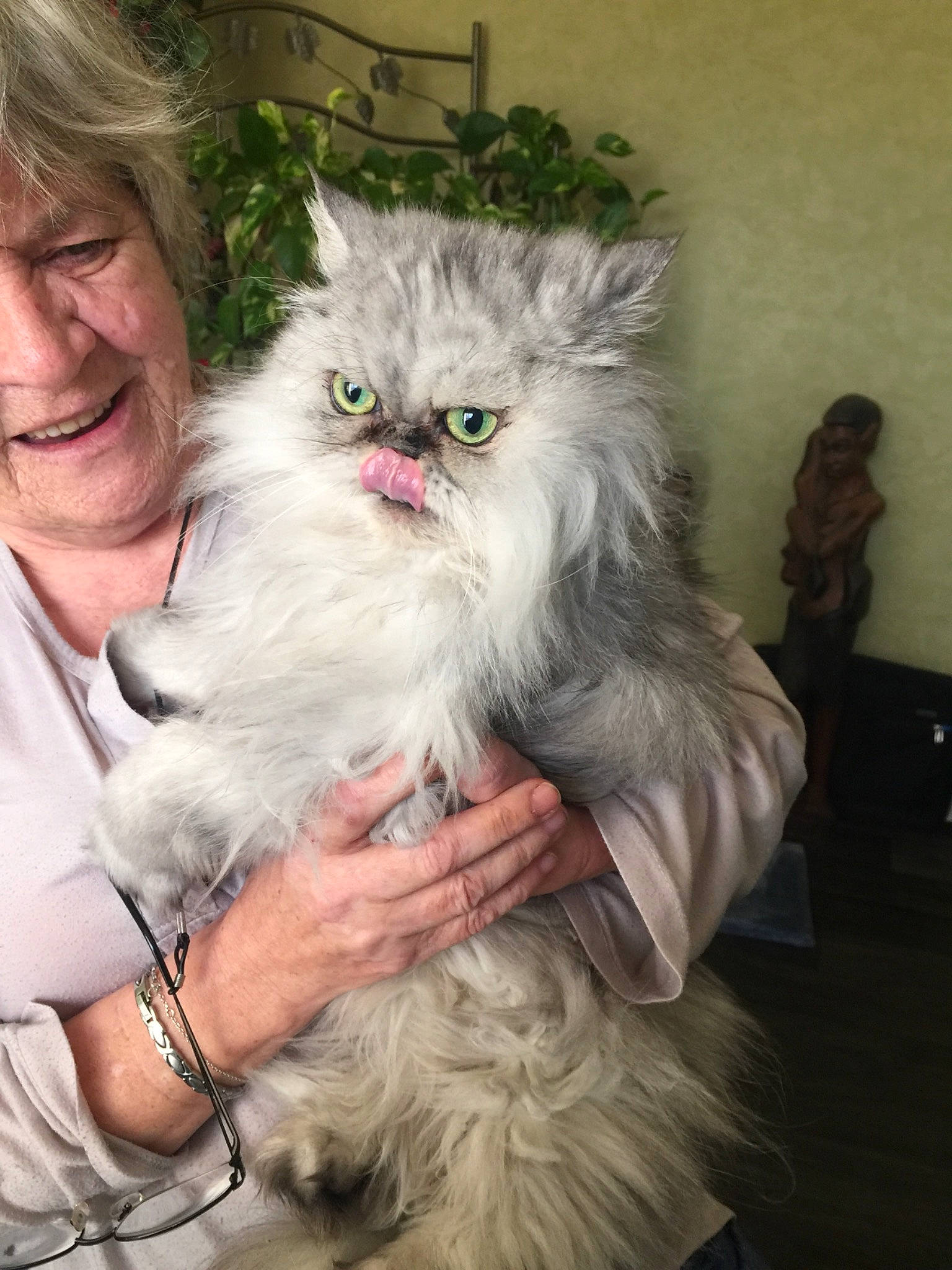 Ysiss participe au concours pour gagner de l'argent avec cette photo : american_curl, asian, asian_semi_longhair, british_longhair, british_semi_longhair, carnivore, cat, domestic_long_haired_cat, eye, felidae, fur, mammal, napoleon_cat, norwegian_forest_cat, persian, ragamuffin, siberian, small_to_medium_sized_cats, vertebrate, whiskers